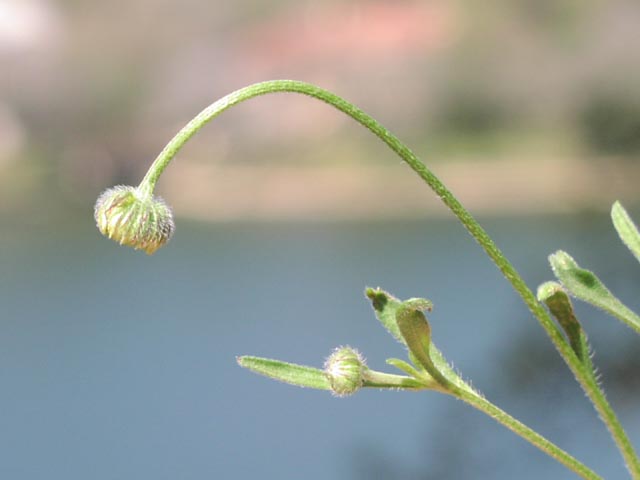 Erigeron modestus noddinghead1.jpg (23038 bytes)