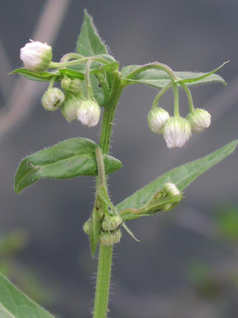 Erigeron philadelphicus unopenedheads.jpg (30756 bytes)