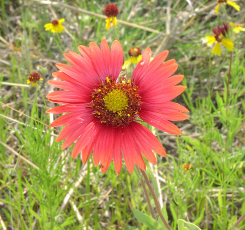 Gaillardia pulchella Llano head.jpg (84045 bytes)