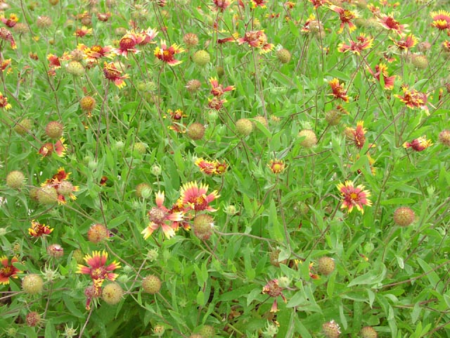 Gaillardia pulchella flowersyoungfruits.jpg (114282 bytes)