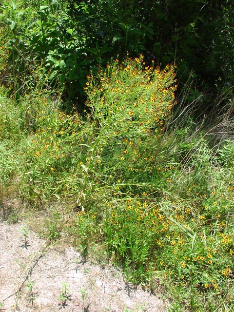 Helenium elegans habit8.jpg (146657 bytes)