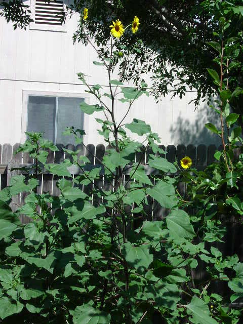 Helianthus annuus habittall.jpg (93213 bytes)