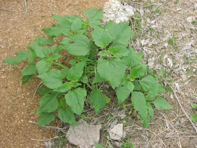 Helianthus annuus youngplant.jpg (85591 bytes)