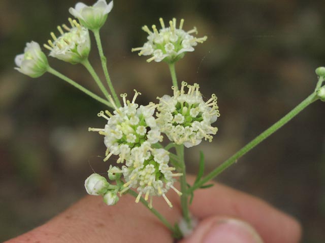 Hymenopappus scabiosaeus headscloseup.jpg (36467 bytes)