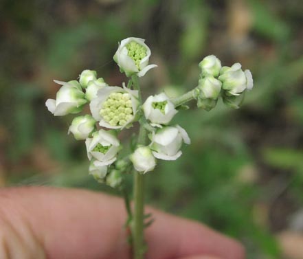 Hymenopappus scabiosaeus youngheads.jpg (22099 bytes)