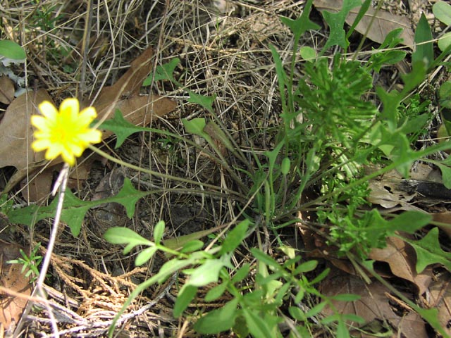 Krigia occidentalis basalleaves.jpg (106850 bytes)