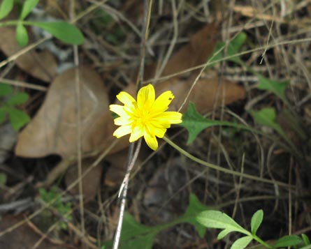 Krigia occidentalis head.jpg (31641 bytes)