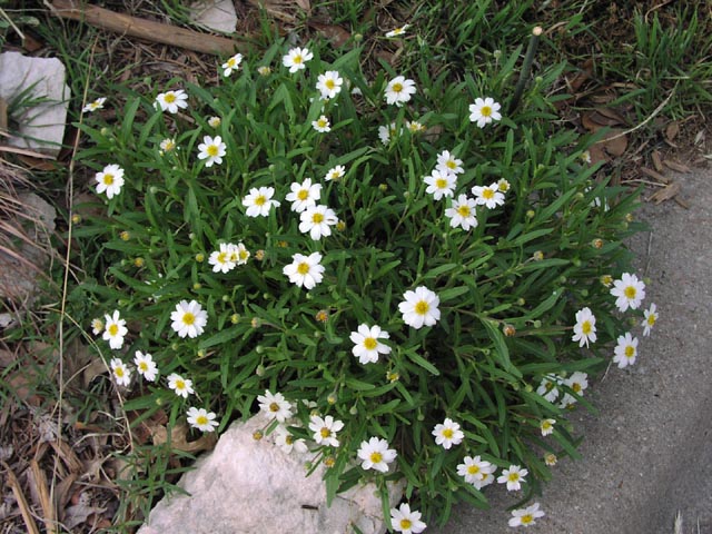 Melampodium leucanthum habit6.jpg (104398 bytes)