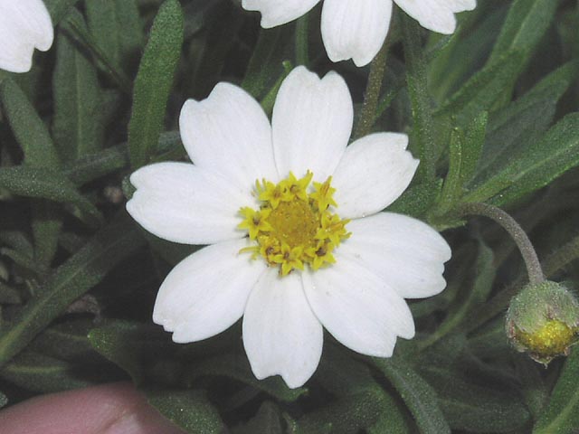 Melampodium leucanthum headcloseup.jpg (45506 bytes)