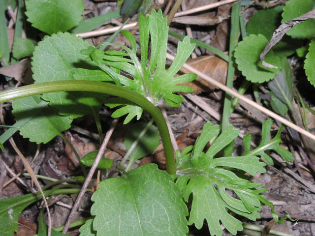 Senecio obovatus stemleaves.jpg (99947 bytes)