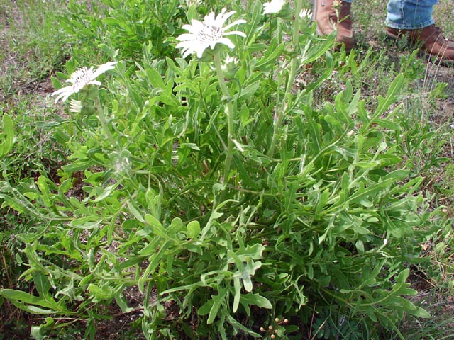 Silphium albiflorum habit.jpg (123258 bytes)