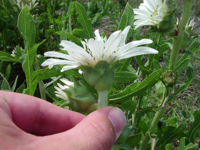 Silphium albiflorum phyllaries.jpg (70006 bytes)