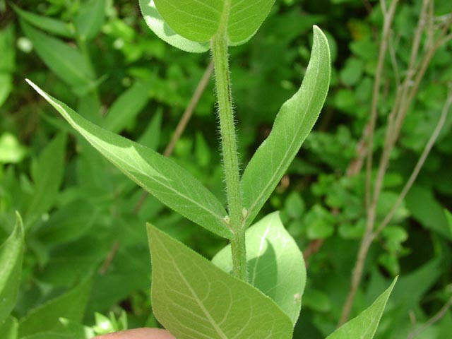 Silphium simpsonii hairystem.jpg (46593 bytes)