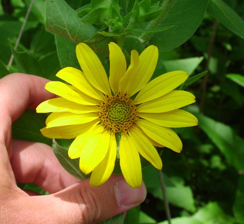 Silphium simpsonii head.jpg (43419 bytes)