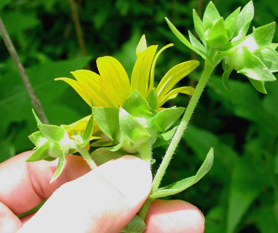 Silphium simpsonii phyllaries.jpg (46054 bytes)