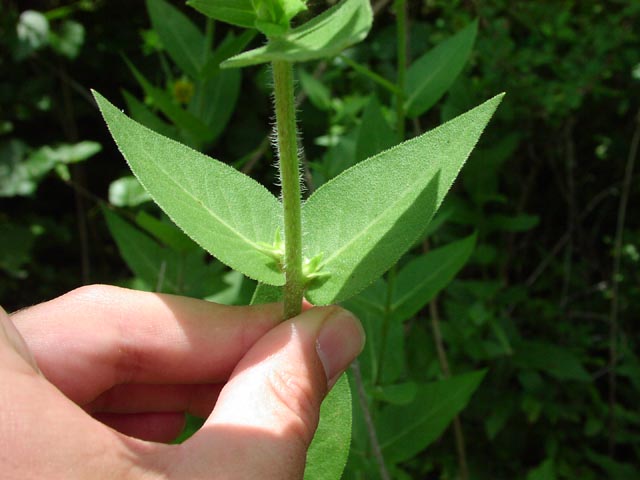 Silphium simpsonii upperleaves.jpg (45155 bytes)