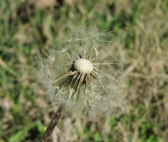 Taraxacum officinale fruits.jpg (50347 bytes)