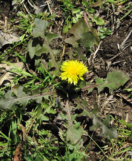 Taraxacum officinale habit.jpg (117058 bytes)