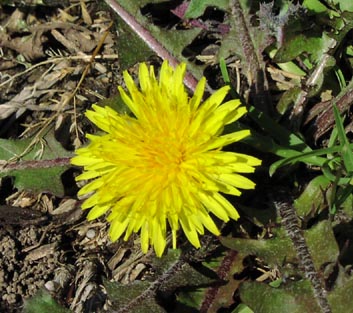 Taraxacum officinale head.jpg (48268 bytes)