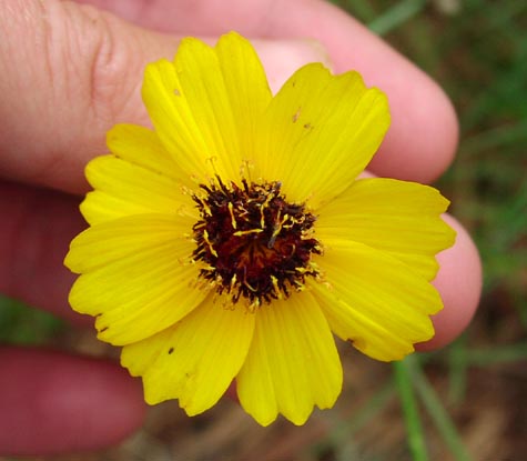 Thelesperma filifolium head1.jpg (30215 bytes)