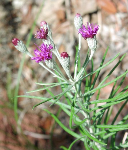 Vernonia lindheimeri heads2.jpg (47280 bytes)