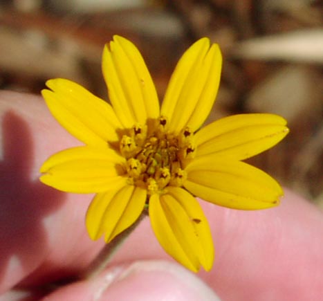 Wedelia hispida headcloseup.jpg (28328 bytes)