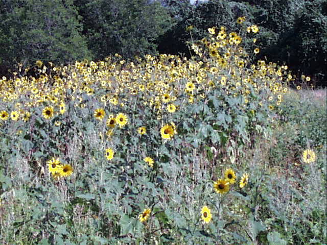 helianthus.annuus.2.jpg (90473 bytes)