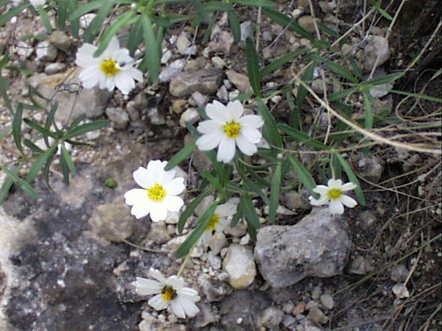 melampodium.leucanthum.jpg (70734 bytes)