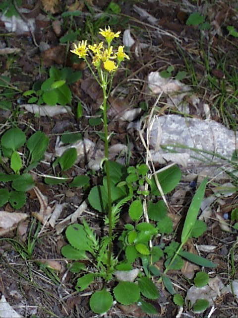 senecio.obovatus.2.jpg (71349 bytes)