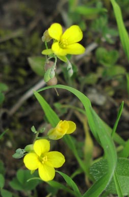 Lesquerella recurvata flowers.jpg (21858 bytes)