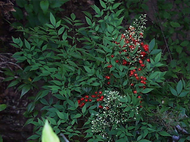 nandina.domestica.jpg (68501 bytes)