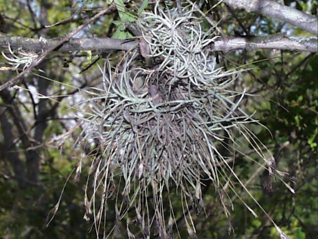 habitTillandsia recurvata is an epiphyte it is not a parasiteTillandsia 