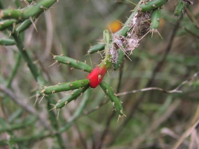 Opuntia leptocaulis fruit.JPG (40913 bytes)