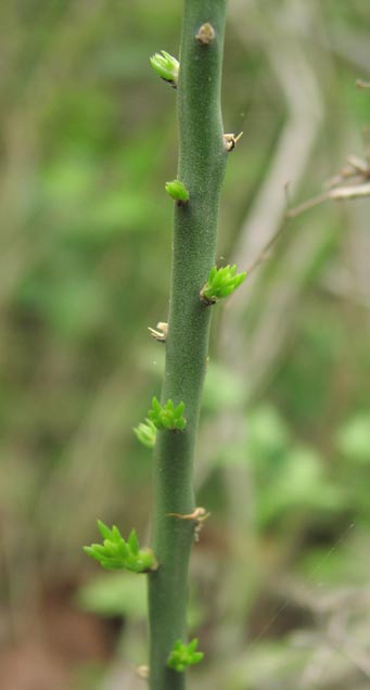 Opuntia leptocaulis newgrowth.jpg (21829 bytes)