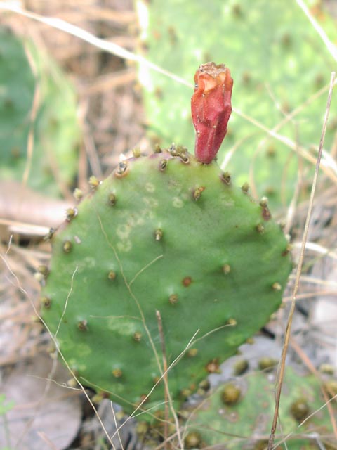 Opuntia macrorhiza fruit.jpg (43885 bytes)