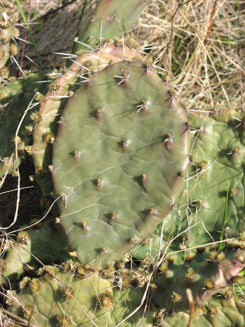 Opuntia macrorhiza spines.jpg (82509 bytes)