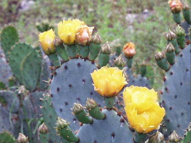 opuntia.lindheimeri.flw.2.jpg (44541 bytes)