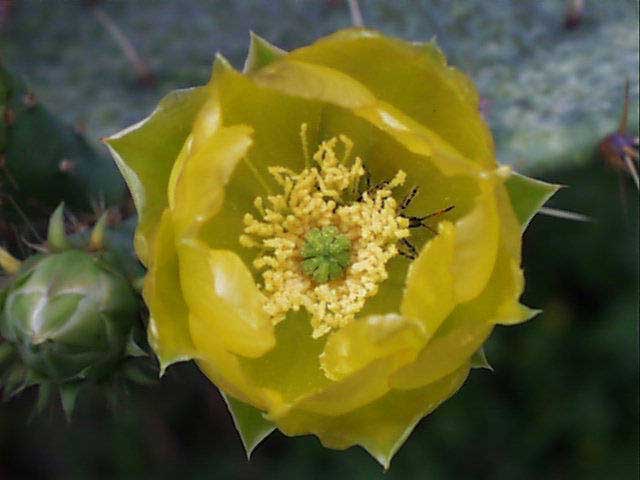 opuntia.lindheimeri.flw.3.jpg (31241 bytes)