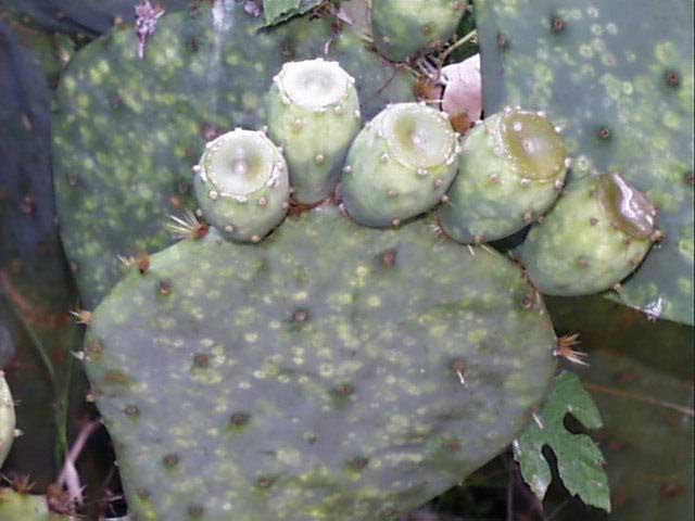 opuntia.lindheimeri.frt.jpg (38631 bytes)