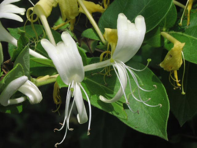 Lonicera japonica flowers.jpg (51432 bytes)