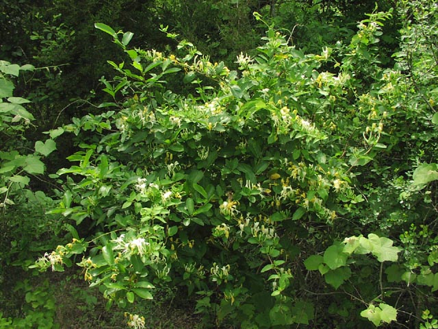 Lonicera japonica habit.jpg (123176 bytes)