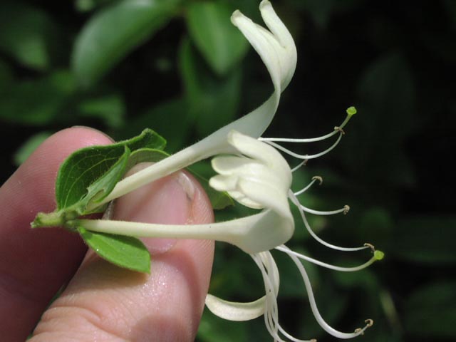 Lonicera japonica twinflowers.jpg (35108 bytes)