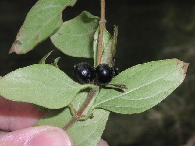 Lonicera japonicum fruit1.jpg (57145 bytes)