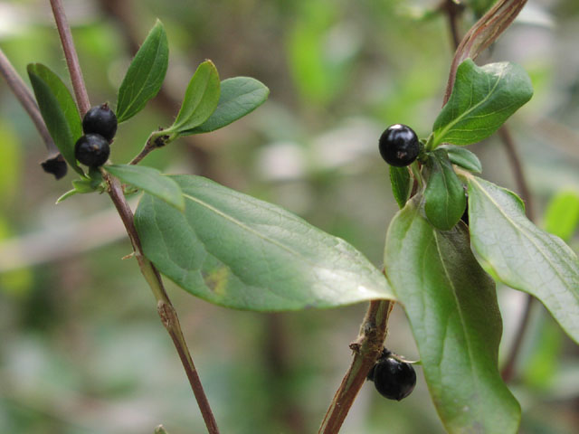 Lonicera japonicum fruit2.jpg (55010 bytes)