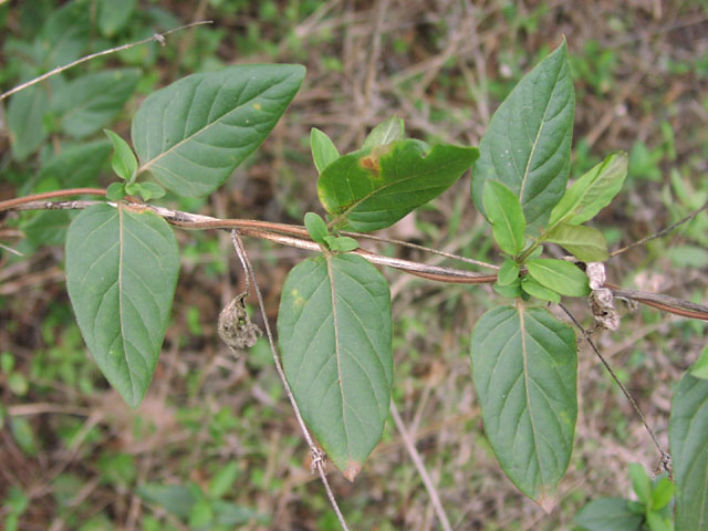 Lonicera japonicum leaves.jpg (76669 bytes)
