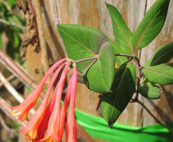 Lonicera sempervirens flowersleaves.jpg (50778 bytes)