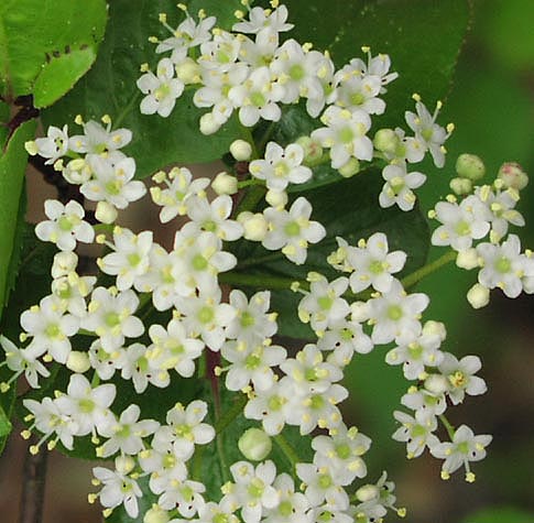 Viburnum rufidulum flowerscloseupsharp.jpg (60080 bytes)