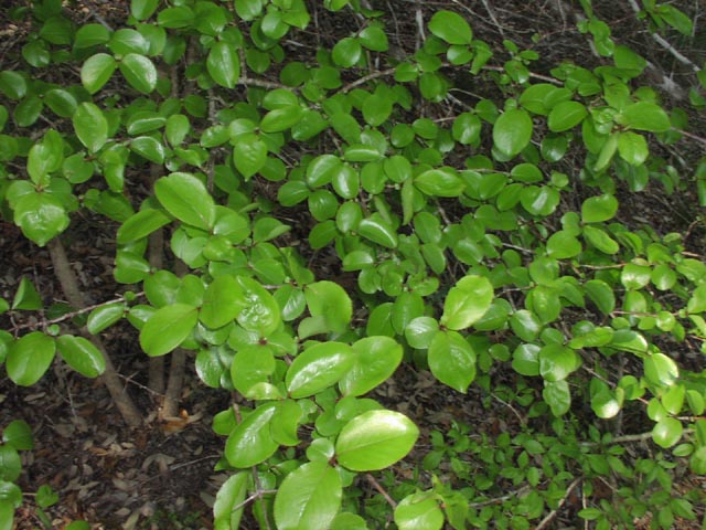 Viburnum rufidulum glossyleaves1.jpg (83021 bytes)