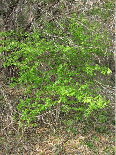 Viburnum rufidulum habit.jpg (134877 bytes)