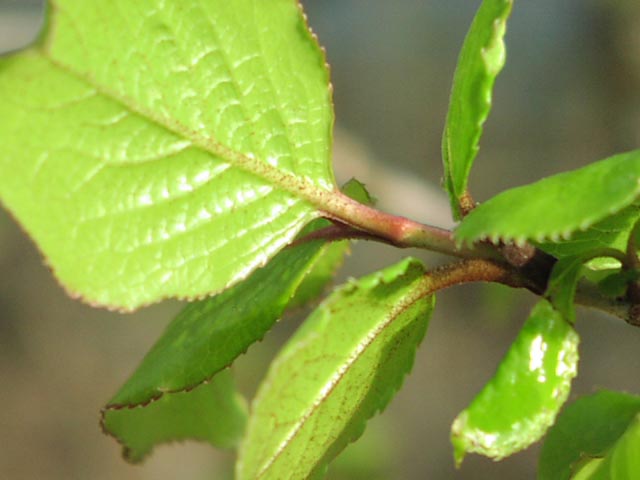 Viburnum rufidulum hairs1.jpg (38096 bytes)